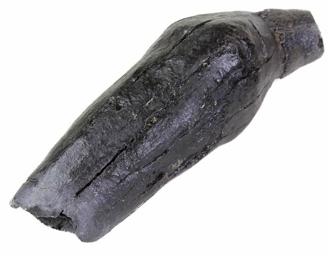 Fossil Whale Tooth - South Carolina #63568